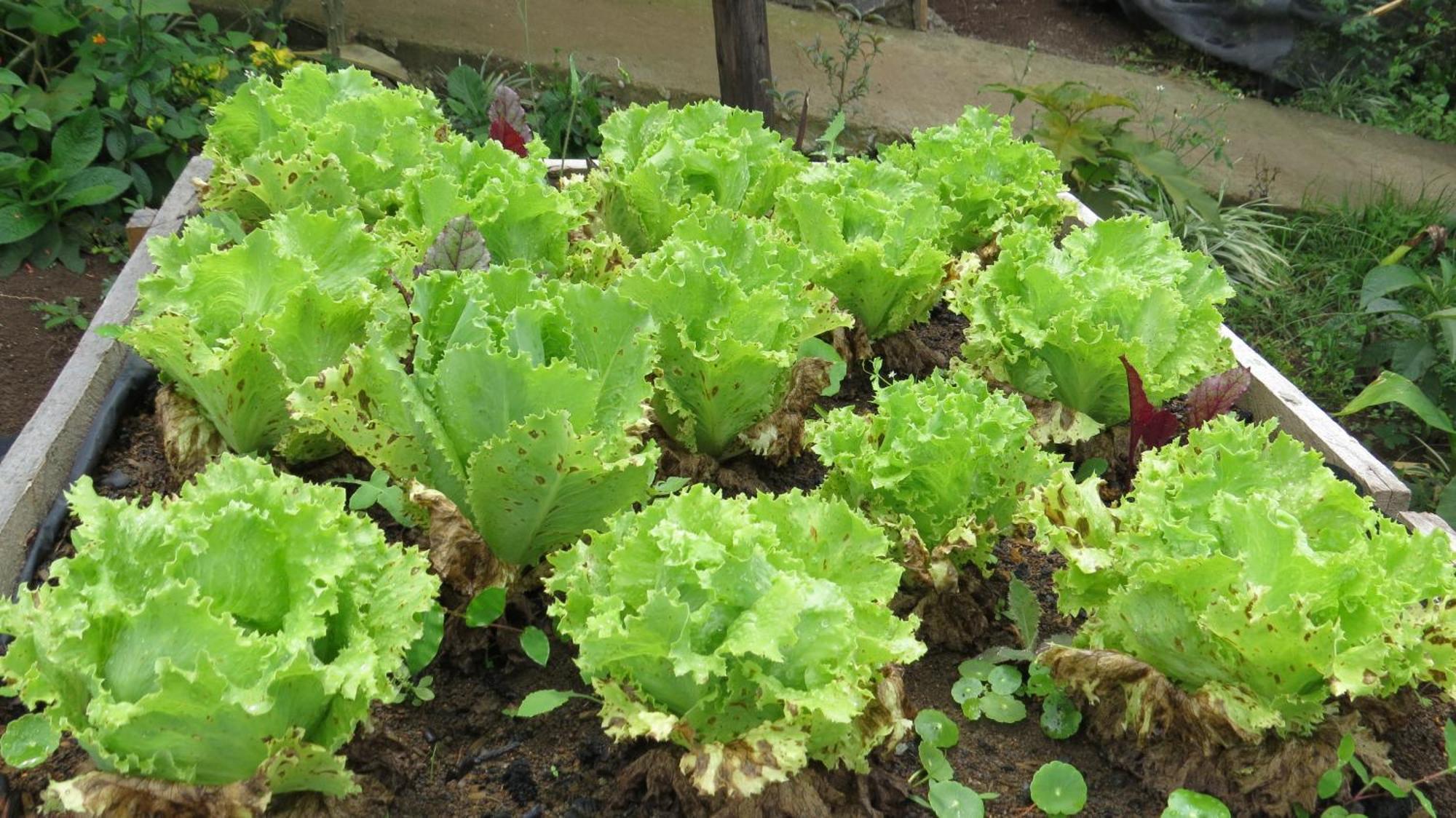 Rinconcito Verde Ujarrás Exteriör bild